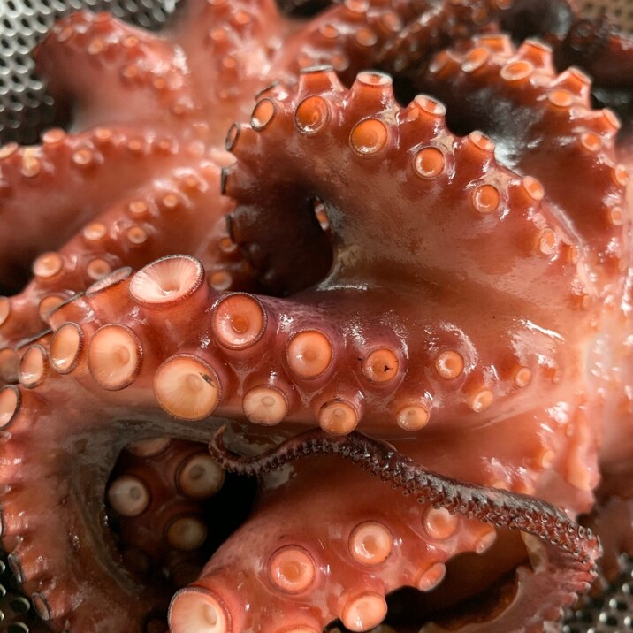 プロもびっくり マダコの下処理方法 レシピ 作り方 By 魚魚まんま 楽天レシピ プロもびっくり マダコの下処理方法 レシピ 作り方 By 魚魚まんま 楽天レシピ